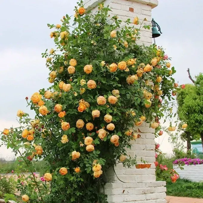 🔥NEW YEAR SALE - 🌺Climbing Rose Seeds