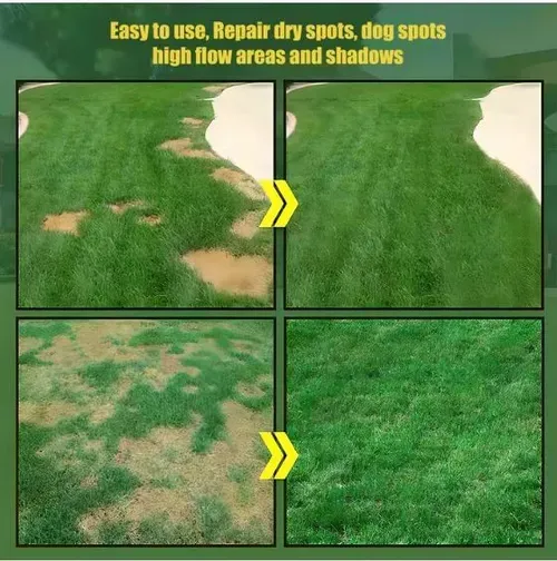 Buy 2 Get 1 Free 🔥⏰Last Day Promotion - 🌱 Evergreen dwarf grass seed for four seasons🌾 | Create your perfect lawn here🌼