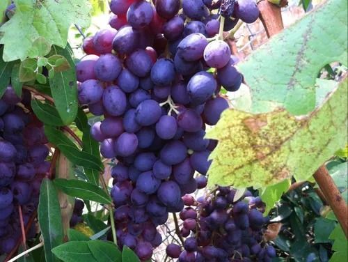 🔥Hot Seller🔥 COD！Xiahei Grapevine Seeds, Grape Seedlings, Red Grapes, Beauty Finger, Kyoho, Xiahei Grape Seeds, Grape Fruit Tree Seeds