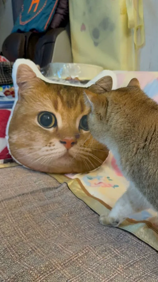 I Got My Friend a Weird Pillow with His Cat on It (He Loved It lol)