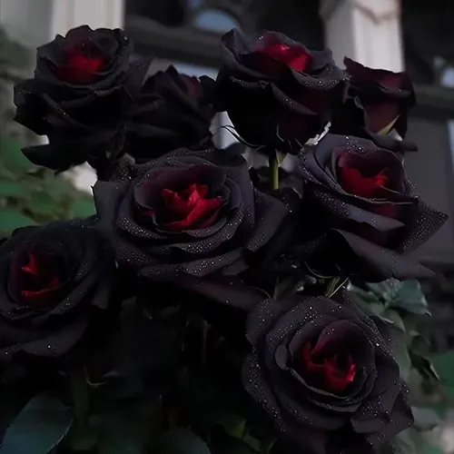 Black Rose Seeds