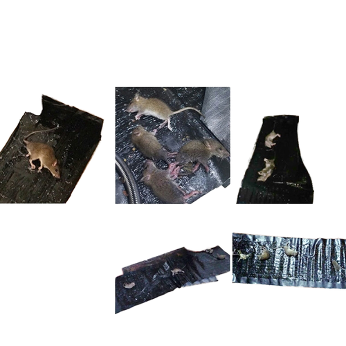 🔥🐀 Rats stand no chance! 120cm big size rat glue mat, heavy-duty strong adhesive to catch all rats easily ❌🧲
