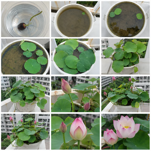 50 Mixed Color Bowl Lotus Seeds for Pots, Ponds & Water Gardens