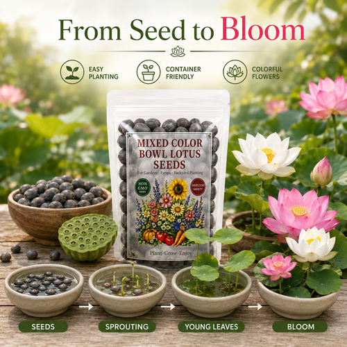 50 Mixed Color Bowl Lotus Seeds for Pots, Ponds & Water Gardens
