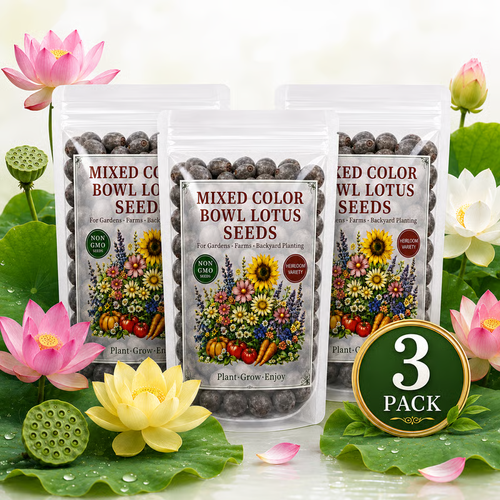 50 Mixed Color Bowl Lotus Seeds for Pots, Ponds & Water Gardens