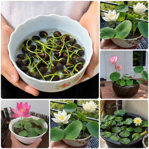 50 Mixed Color Bowl Lotus Seeds for Pots, Ponds & Water Gardens
