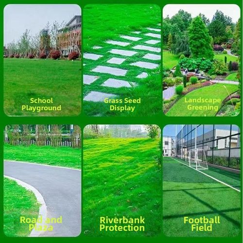 Buy 2 Get 1 Free 🔥⏰Last Day Promotion - 🌱 Evergreen dwarf grass seed for four seasons🌾 | Create your perfect lawn here🌼