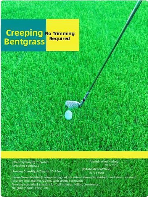 Buy 2 Get 1 Free 🔥⏰Last Day Promotion - 🌱 Evergreen dwarf grass seed for four seasons🌾 | Create your perfect lawn here🌼