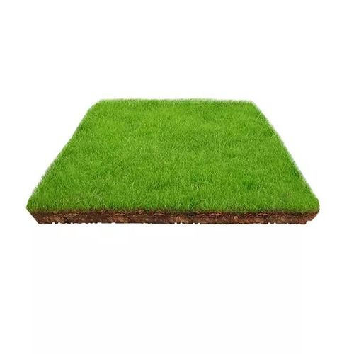 Buy 2 Get 1 Free 🔥⏰Last Day Promotion - 🌱 Evergreen dwarf grass seed for four seasons🌾 | Create your perfect lawn here🌼