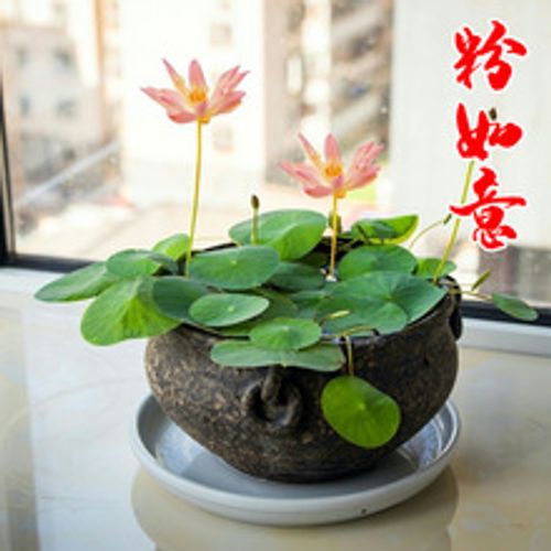 🌺Ceramic Bowl Water-Raised Lotus Indoor Florals Easy-to-Grow All-Year Flowering Seeds for Living Room Decor