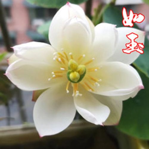 🌺Ceramic Bowl Water-Raised Lotus Indoor Florals Easy-to-Grow All-Year Flowering Seeds for Living Room Decor