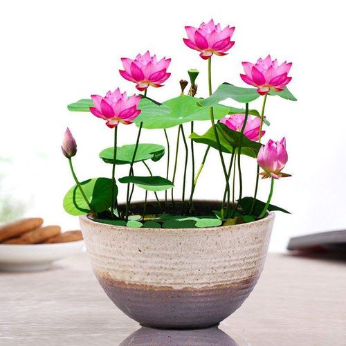 🌺Ceramic Bowl Water-Raised Lotus Indoor Florals Easy-to-Grow All-Year Flowering Seeds for Living Room Decor