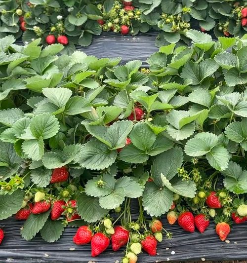 🍓Strawberry Seeds Seasonal Cream Strawberry Pot Plant Home Balcony Growing Hardy🍓