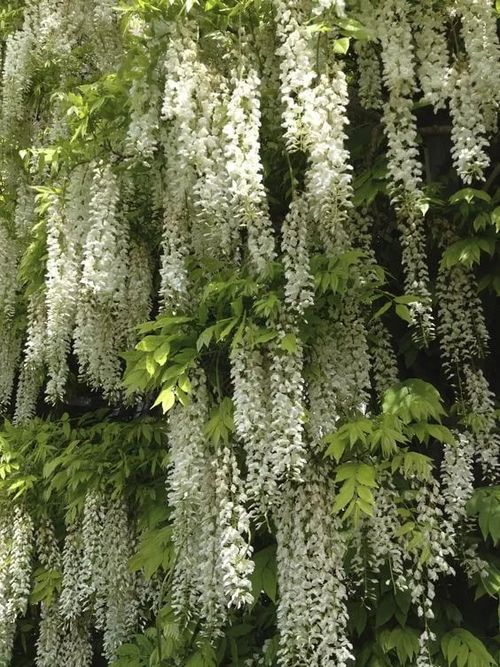 🌸WISTERIA - THE GARDENS CASCADING BEAUTY ALL YEAR ROUND