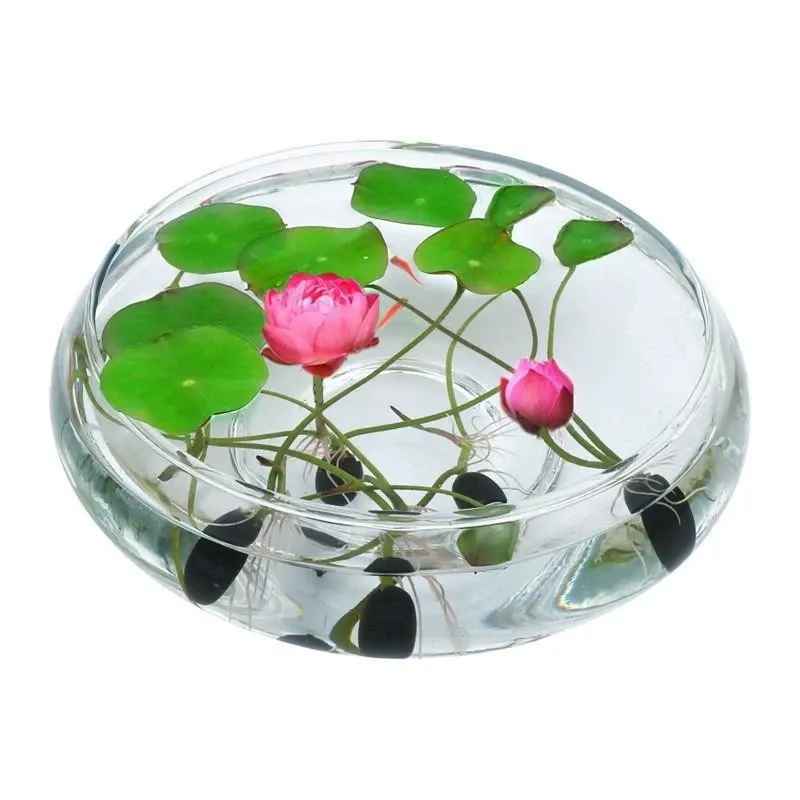 🌺Ceramic Bowl Water-Raised Lotus Indoor Florals Easy-to-Grow All-Year Flowering Seeds for Living Room Decor