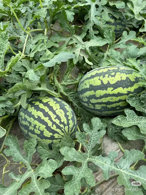 🔥Last day to get over 50% off🔥 Seedless watermelon seeds for high yield and quality, easy to grow rich melons! 🍉