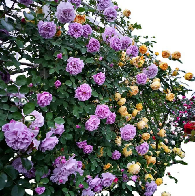 🔥NEW YEAR SALE - 🌺Climbing Rose Seeds