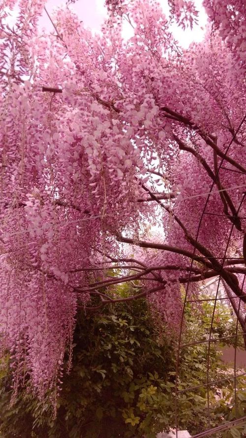 🌸WISTERIA - THE GARDENS CASCADING BEAUTY ALL YEAR ROUND