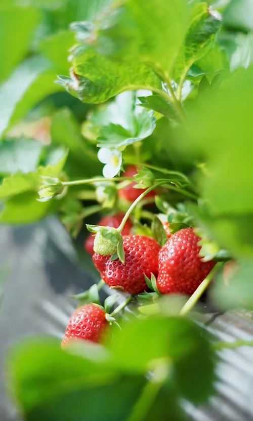 🍓Strawberry Seeds Seasonal Cream Strawberry Pot Plant Home Balcony Growing Hardy🍓