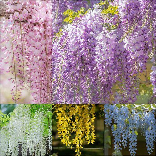 🌸WISTERIA - THE GARDENS CASCADING BEAUTY ALL YEAR ROUND