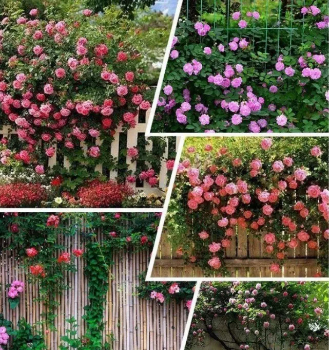 Climbing Vine Rose Flower Seeds🌹