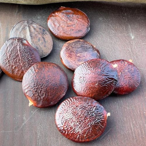 🌸WISTERIA - THE GARDENS CASCADING BEAUTY ALL YEAR ROUND