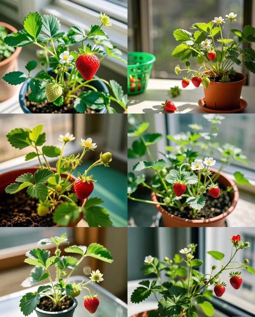 🍓Strawberry Seeds Seasonal Cream Strawberry Pot Plant Home Balcony Growing Hardy🍓