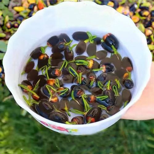 🌺Ceramic Bowl Water-Raised Lotus Indoor Florals Easy-to-Grow All-Year Flowering Seeds for Living Room Decor