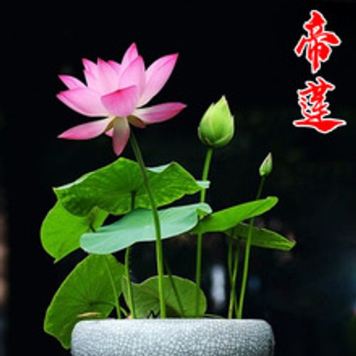 🌺Ceramic Bowl Water-Raised Lotus Indoor Florals Easy-to-Grow All-Year Flowering Seeds for Living Room Decor