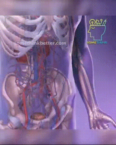 Ginseng Five Treasures Kidney Tea, Traditional Chinese Herbal TeaBags, Natural Organic Kidney Cleanse Detox Tea for Women & Men, 7 Precious Ingredients Formula1 Pack25 Bags