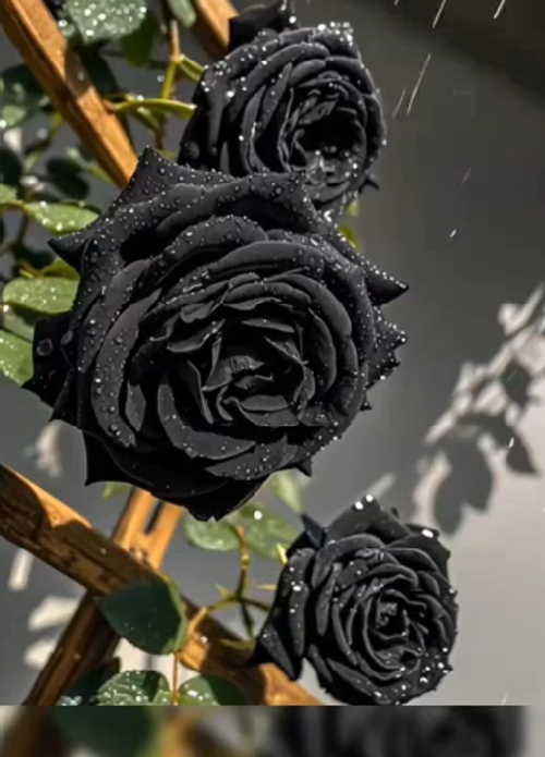 Black Rose——American Esbak Rose Seeds