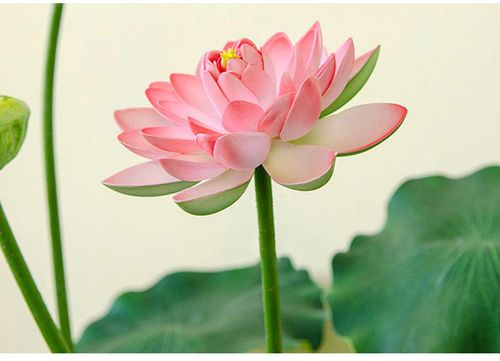 20 Bowl lotus seeds Transform Small Spaces Into a Mini Lotus Paradise Vibrant, Sacred & Easy to Grow