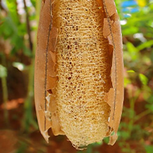 Organic and natural cucumber fibers  Unbleached natural cucumbers  Used for body exfoliation and kitchen cleaning  Eco-friendly bathtub  Shower scrubber  For face, back, tableware  Natural cucumber fibers  5 pieces
