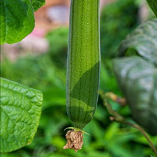 Organic and natural cucumber fibers  Unbleached natural cucumbers  Used for body exfoliation and kitchen cleaning  Eco-friendly bathtub  Shower scrubber  For face, back, tableware  Natural cucumber fibers  5 pieces