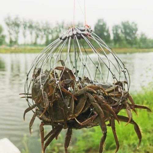 Auto-Snap Crab Trap | Weighted Bottom Cage for Blue丨Dungeness Crabs - Galvanized Steel