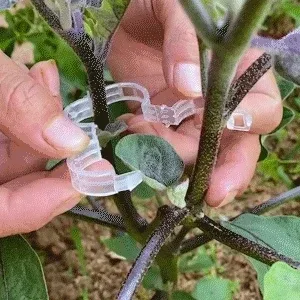🔥Plant Support Clips🌙