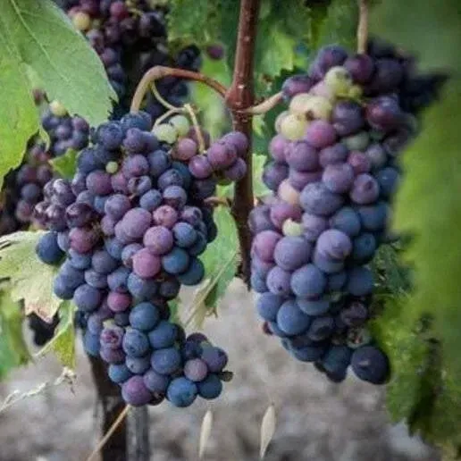 Grape seeds and seedlings including Summer Black, Red Grapes, Beauty Finger and Kyoho varieties, high-quality fruit tree seeds, ideal for garden and orchard planting, free shipping and cash on delivery