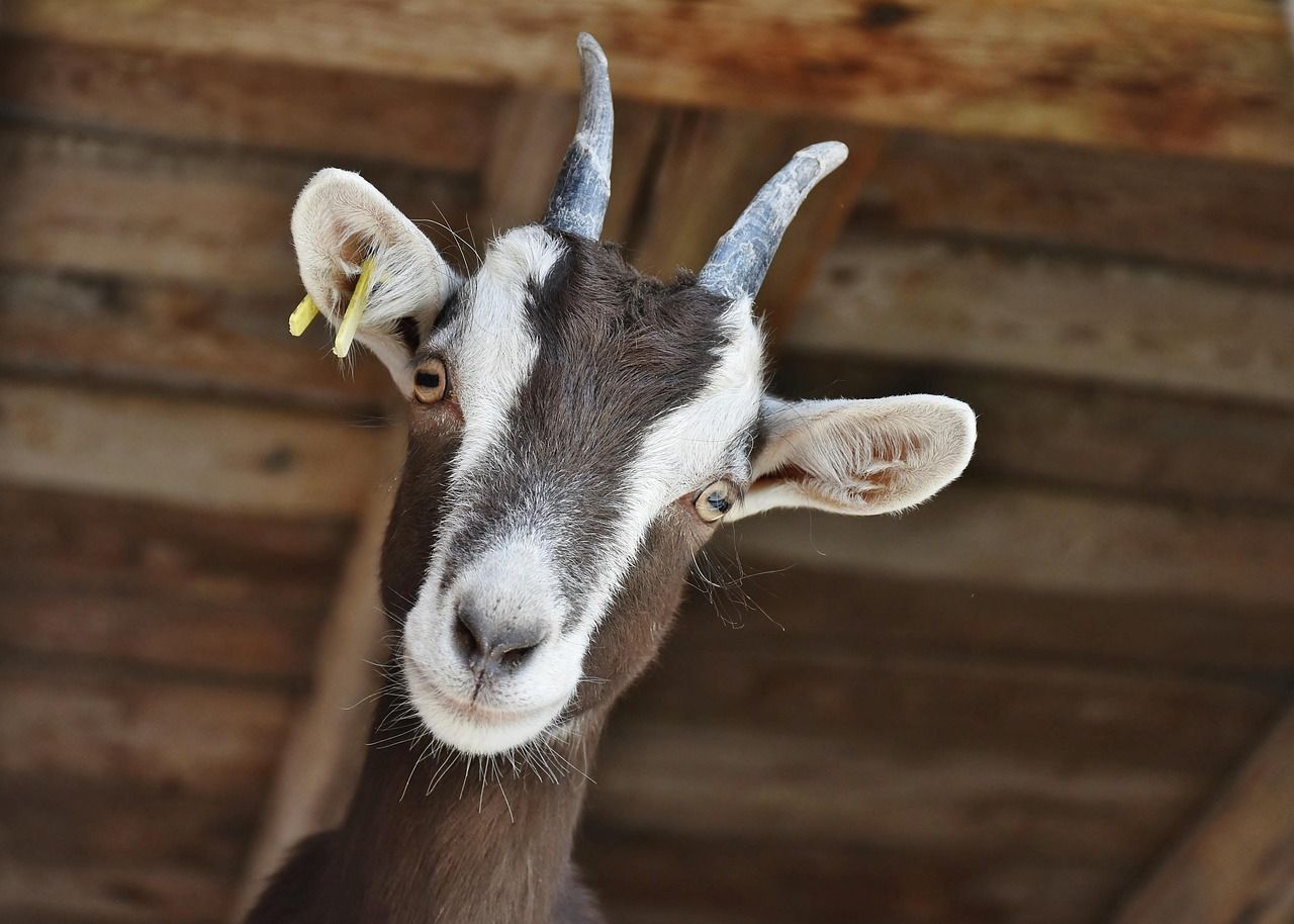 Goat Milk Soap vs. Regular Soap: Is It Really Better for Your Skin?