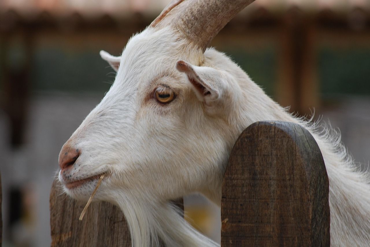 Unlock Your Best Skin Yet: Why Goat Milk Soap Is the Secret Your Skincare Routine Needs!