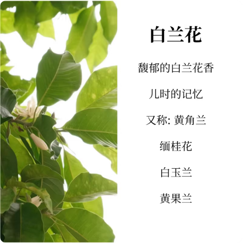 白蘭花黃角蘭白玉蘭緬桂花梔子花香水女持久淡香香氛正品清新淡雅