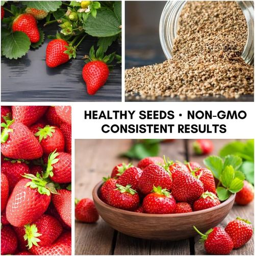 High-Yield Strawberry Seeds | Grow Sweetness at Home