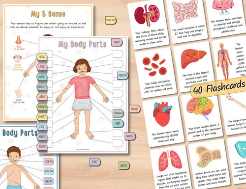 Human Anatomy Busy Book🔥