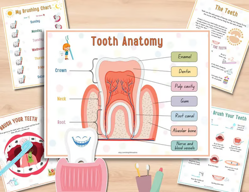 Human Anatomy Busy Book🔥