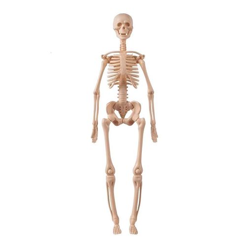 Human Torso Body Anatomy Model - 027