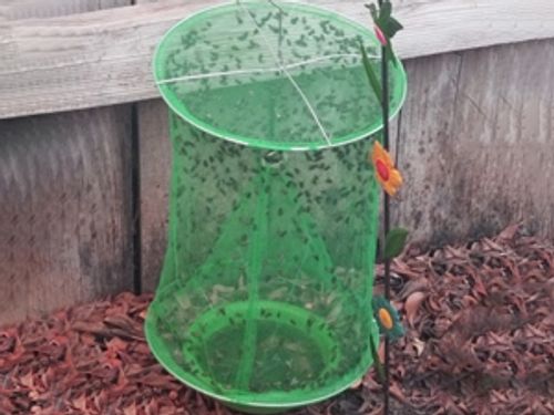 Quick Fly Catcher