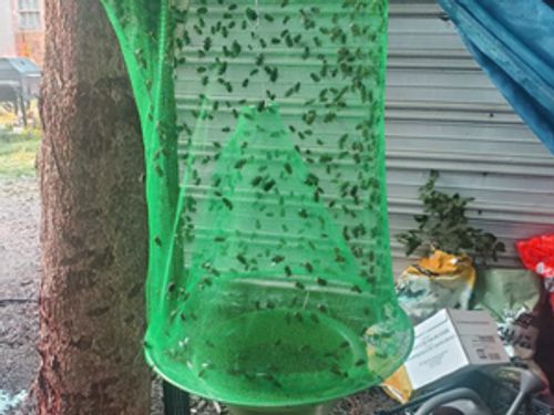 Quick Fly Catcher