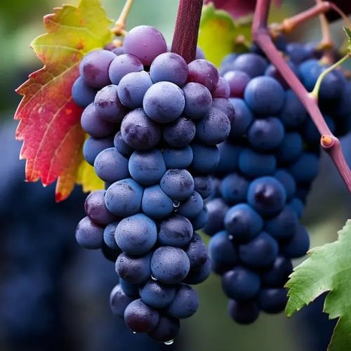 Giant Grape Tree Seeds