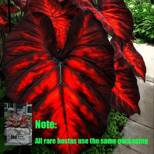 Rare Hosta seeds