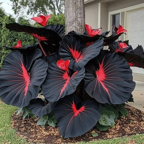 Rare Hosta seeds