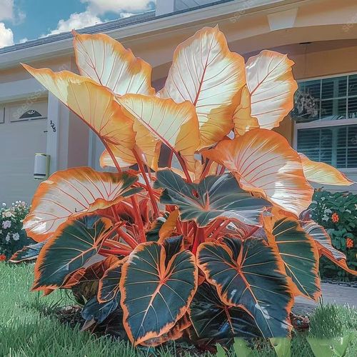 Rare Hosta seeds